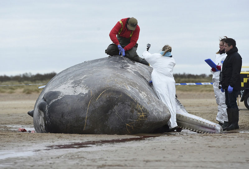 نفوق حيتان عنبر بعد جنوحها قبالة ساحل الدنمارك 